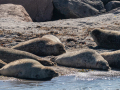 Seelenfänger Photographie |  Helgoland 2022