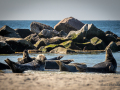 Seelenfänger Photographie |  Helgoland 2022