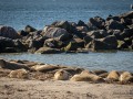 Seelenfänger Photographie |  Helgoland 2022