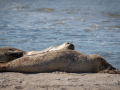 Seelenfänger Photographie |  Helgoland 2022