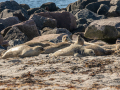 Seelenfänger Photographie |  Helgoland 2022