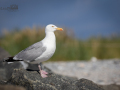 Seelenfänger Photographie |  Helgoland 2022