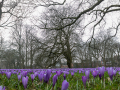 Seelenfänger Photographie | Husumer Krokusblüte 2023