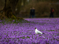 Seelenfänger Photographie | Husumer Krokusblüte 2023