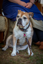 Seelenfänger Photographie |  Mittelaltermarkt Tydal 2023
