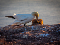Seelenfänger Photographie |  Helgoland 2023