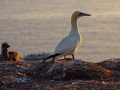 Seelenfänger Photographie |  Helgoland 2023