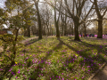 Seelenfänger Photographie | Husumer Krokusblüte 2024