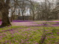 Seelenfänger Photographie | Husumer Krokusblüte 2024