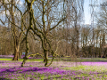 Seelenfänger Photographie | Husumer Krokusblüte 2024