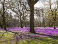 Seelenfänger Photographie | Husumer Krokusblüte 2024