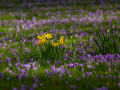 Seelenfänger Photographie | Husumer Krokusblüte 2024