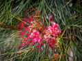 Seelenfänger Photographie | Arboretum Ellerhoop