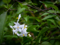 Seelenfänger Photographie | Arboretum Ellerhoop