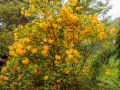 Seelenfänger Photographie | Arboretum Ellerhoop