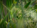 Seelenfänger Photographie | Arboretum Ellerhoop