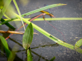 Seelenfänger Photographie | Arboretum Ellerhoop