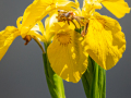 Seelenfänger Photographie | Arboretum Ellerhoop