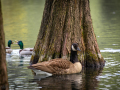 Seelenfänger Photographie | Arboretum Ellerhoop