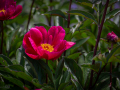 Seelenfänger Photographie | Arboretum Ellerhoop