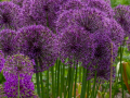 Seelenfänger Photographie | Arboretum Ellerhoop