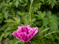 Seelenfänger Photographie | Arboretum Ellerhoop