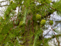Seelenfänger Photographie | Arboretum Ellerhoop