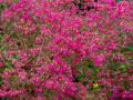 Seelenfänger Photographie | Arboretum Ellerhoop