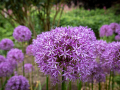Seelenfänger Photographie | Arboretum Ellerhoop