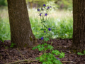Seelenfänger Photographie | Arboretum Ellerhoop