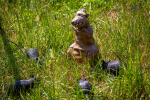 Seelenfänger Photographie | Mittelalterfest Hufe Quickborn 2024