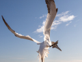 Seelenfänger Photographie | Helgoland 2025