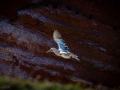 Seelenfänger Photographie | Helgoland 2025