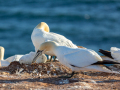 Seelenfänger Photographie | Helgoland 2025