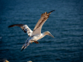 Seelenfänger Photographie | Helgoland 2025