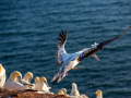 Seelenfänger Photographie | Helgoland 2025