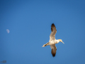 Seelenfänger Photographie | Helgoland 2025