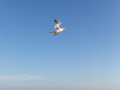 Seelenfänger Photographie | Helgoland 2025