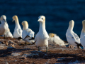 Seelenfänger Photographie | Helgoland 2025