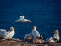 Seelenfänger Photographie | Helgoland 2025