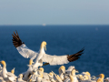 Seelenfänger Photographie | Helgoland 2025