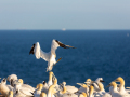 Seelenfänger Photographie | Helgoland 2025
