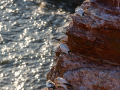 Seelenfänger Photographie | Helgoland 2025