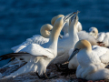 Seelenfänger Photographie | Helgoland 2025
