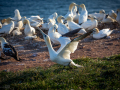 Seelenfänger Photographie | Helgoland 2025