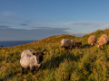 Seelenfänger Photographie | Helgoland 2025