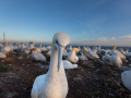 Seelenfänger Photographie | Helgoland 2025