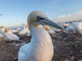 Seelenfänger Photographie | Helgoland 2025