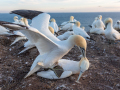 Seelenfänger Photographie | Helgoland 2025