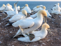 Seelenfänger Photographie | Helgoland 2025